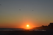 Gulls In Flight, 2024